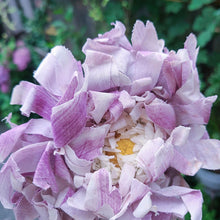 画像をギャラリービューアに読み込む, パープル花コサージュ